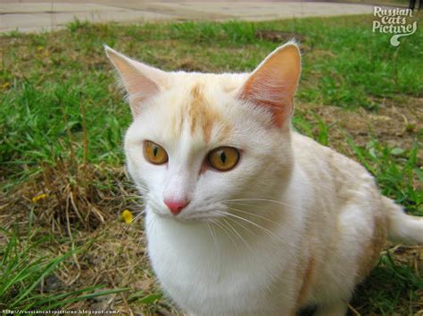 Orange Eyed White Red Point Curious Cat — Russian Cats