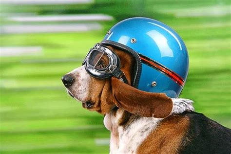 Why Is This Beagle Wearing A A Motorcycle Helmet And Goggles Hes Part