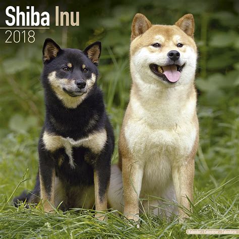 The website proclaims many doggie wars have been waged over precious treasure and delicious goodies. here are some other articles that you may be interested in Shiba Inu - Calendars 2021 on UKposters/EuroPosters