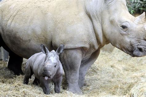 A Meet The Adorable Baby Rhino Born At Cotswold Wildlife Park
