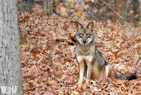 Opening Day Of Ny Coyote Season At What Cost Committee To Abolish