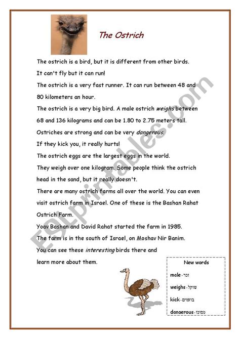 The Ostrich Esl Worksheet By Natalieroli