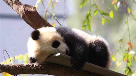 Baby Panda Sleeping