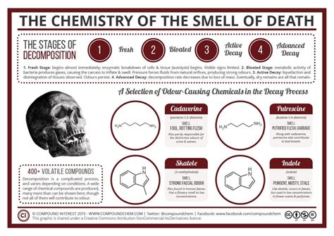 Infographic Stages Of Decomposition Infographictv Number One