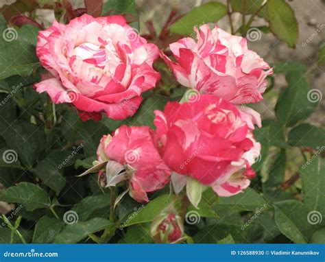 A Small Pink Intuition Roses Stock Photo Image Of Summer Intuition