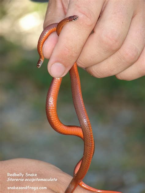 Brown Snake With Orange Belly South Carolina Snake Poin