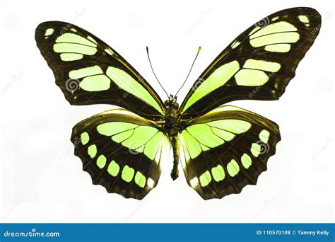 Beautiful And Illuminated Lime Green Butterfly Stock Photo Image Of