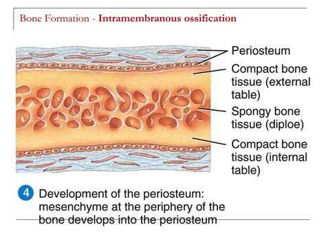 Skeletal System Bone Formation Intramembranous