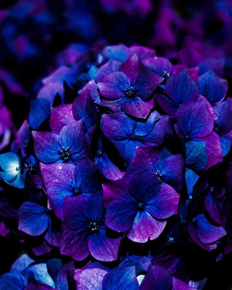 Hydrangea Flowers Inflorescence Blue Bloom Hd Phone Wallpaper Peakpx