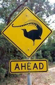 Image Result For Lyrebirds Remember Road Signs Birds Of Australia