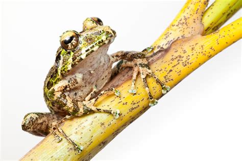 Enchanting Photos Of Rare And Wonderful Frogs And Salamanders Spiny