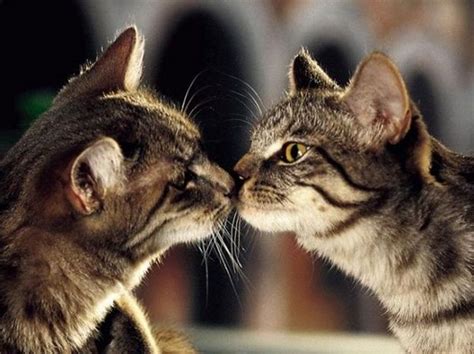 An Adorable Gallery Of Kissing Cats