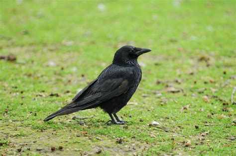 In Death A Crows Big Brain Fires Up Memory Learning