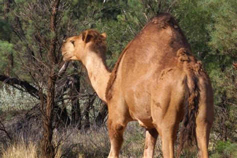 australia to cull up to 10 000 camels in rural towns as drought worsens south china morning post