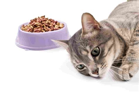 Each has different causes, treatments, and outlooks. Kidney Failure in Cats, Causes Symptoms and Treatment ...
