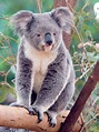 Koala Animal | Interesting Facts & Latest Pictures | All Wildlife ...