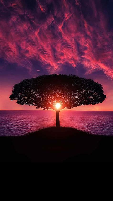 Download Tree Silhouette In Sunset Sky Colorful 4k Phone Wallpaper