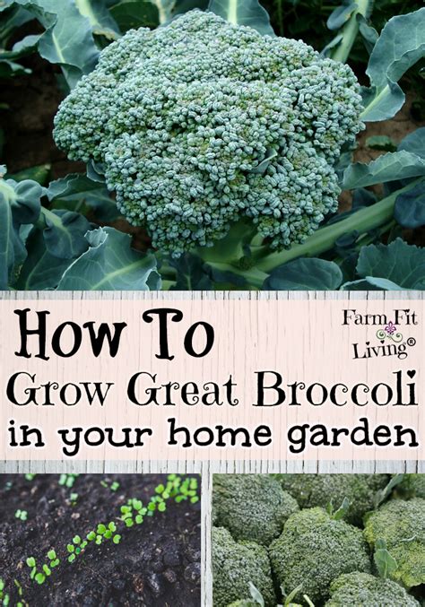 How To Grow Great Broccoli In Your Home Garden Farm Fit Living