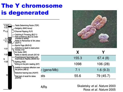 Ppt The Evolution Of Sex Chromosomes From Humans To Non Model