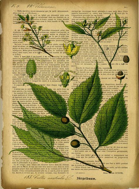 Botanical Print On Old Book Page Digital Art By Lilia D Fine Art America