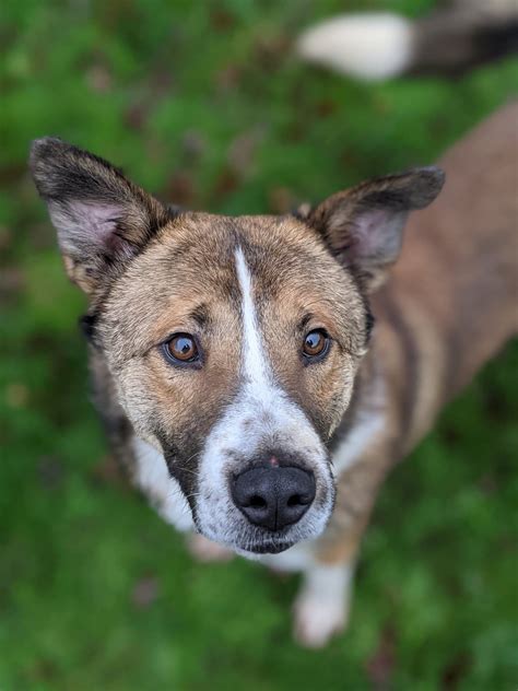Dogs Friends Charity | Maxie