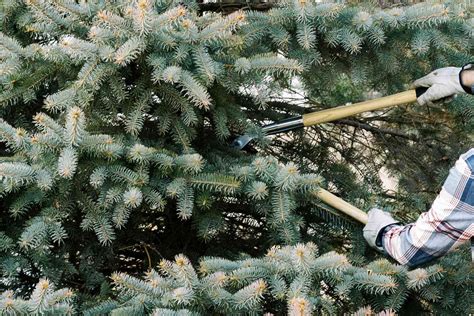 Can You Prune Coniferous Trees