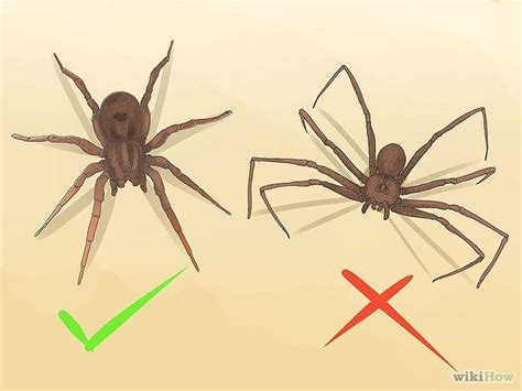 How To Identify A Wolf Spider 12 Steps With Pictures Wikihow