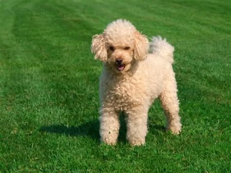 Different Types Of Poodles Complete Guide 2023 Canine Hq