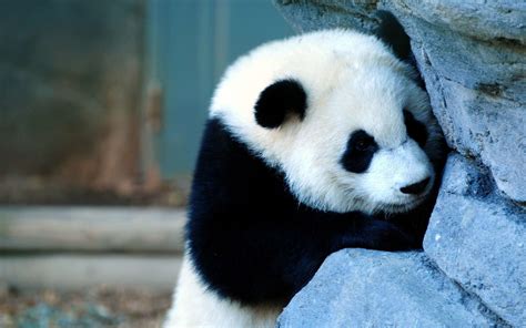 Panda Hd Wallpaper 79 Images