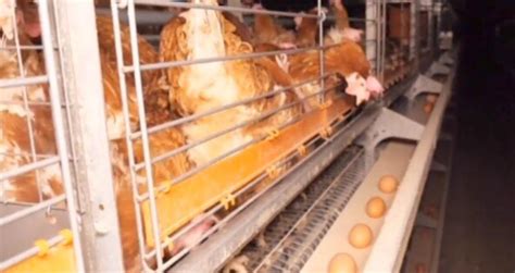 Caged Egg Farm Under Investigation By Mpi After Video Shows Rotting Chickens Newshub
