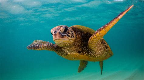 Everything You Need To Know About Sea Turtles