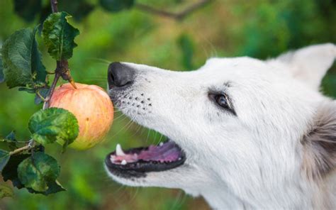 Human Foods That Are Actually Good For Your Dog Taste Of Home Foods