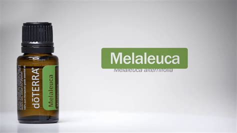 The standard composition of tea tree oil is more than 30 percent terpinene and less than 15 percent cineole. doTERRA® Melaleuca (Tea Tree) Oil Uses and Benefits ...
