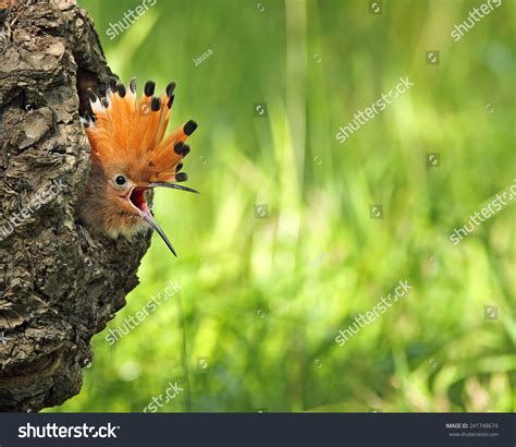 Young Eurasian Hoopoe Look From The Hole Nest Stock Photo 241748674