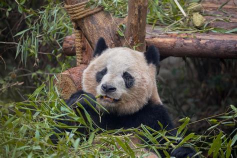 Giant Panda Eating Bamboo Stock Image Image Of Animal 91981997