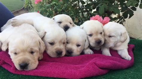 4 Week Old Purebred Labrador Puppies Youtube