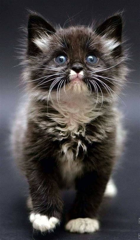 Cute Fluffy Tuxedo Kitten Cat Kitten Tuxedokitten Persainkittens