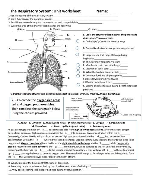 The Respiratory System Worksheet