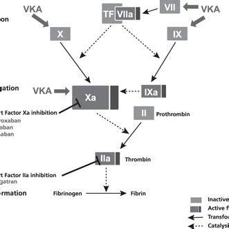 Coagulation Cascade With Sites Of Inhibitions For Vkas And Direct Oral Download Scientific