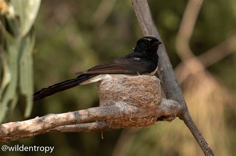 Willie Wagtail The Australian Museum