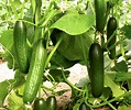 Cucumber Beit Alpha Organic Cucumis Sativus Seeds