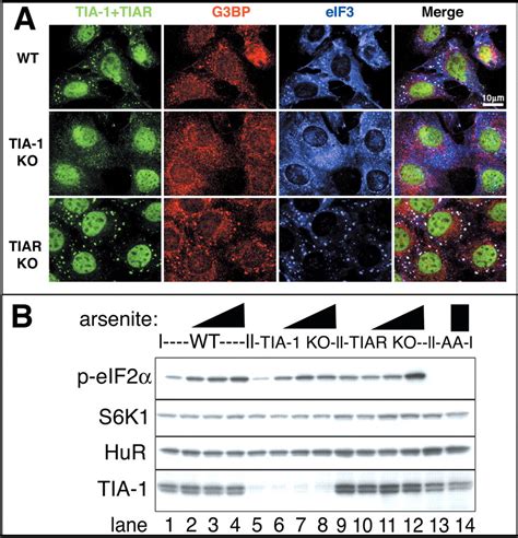 Stress Granule Assembly Is Mediated By Prion Like Aggregation Of Tia 1