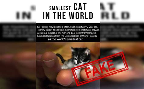 Worlds Smallest Cat Guinness World Record