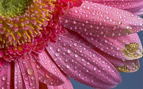 Flower Water Drops Angelic Hugs