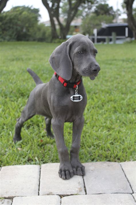 Our Two Month Old Blue Weimaraner Duke Iv On Point