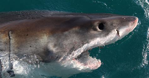 Great White Sharks Tracked Off Floridas Coast Cbs Miami