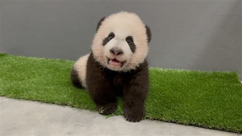 First Giant Panda Cub Born In Singapore Named Le Le After Public Vote