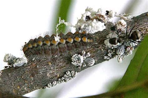 Prociphilus Tessellatus Alder Woolly Aphid Identification Images