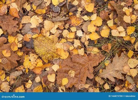 Autumn Fall Dry Yellow Brown Dry Leaves On Ground In Forest Stock Photo