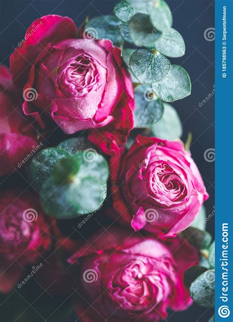 Macro Photography Of Dark Pink Roses Stock Image Image Of Bouquet